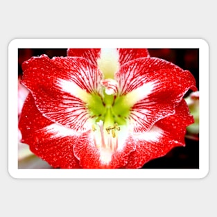 Amaryllis Ambush Sticker